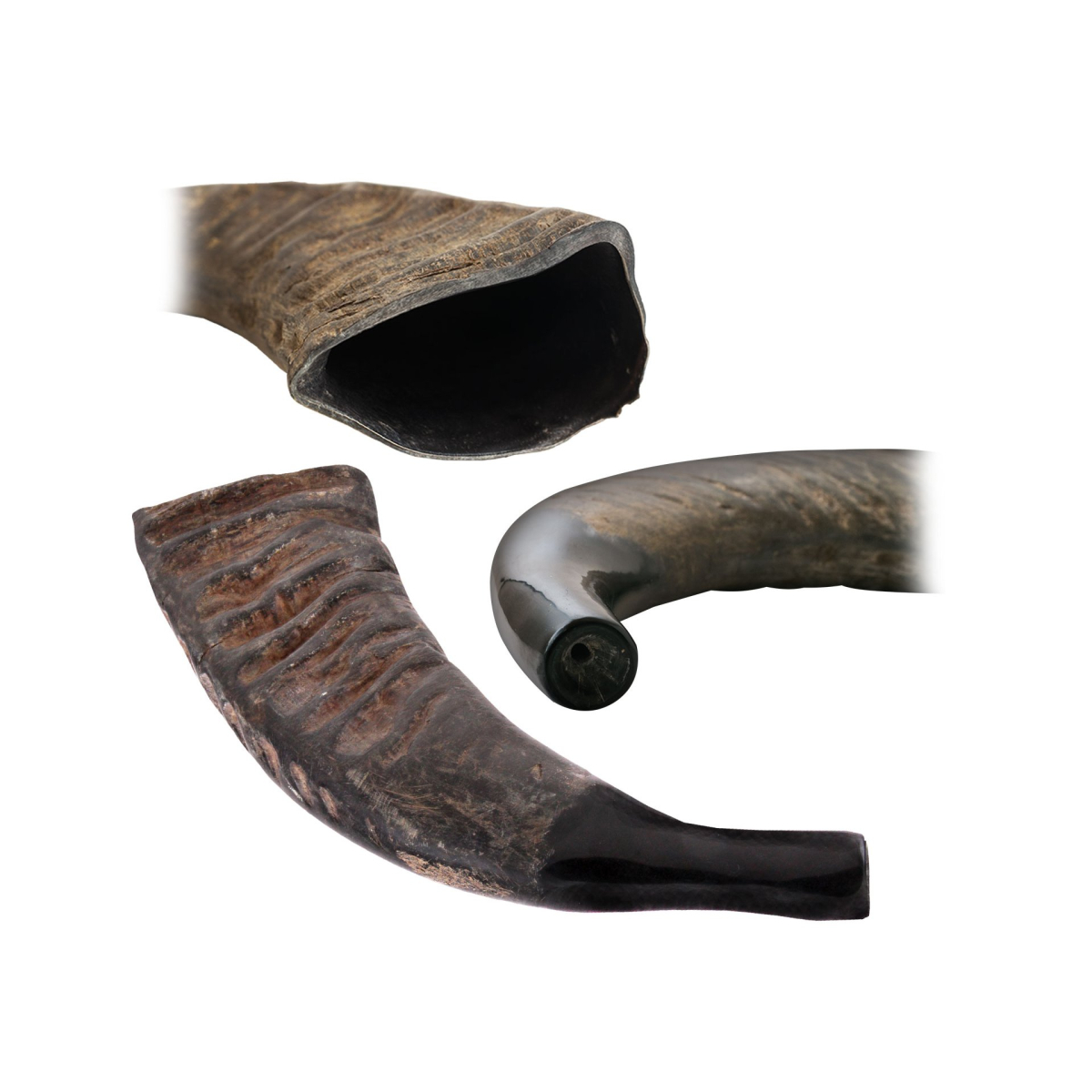 Natural Buffalo Horn (Buffalo) - Tuwa - Shofar - 43 cm